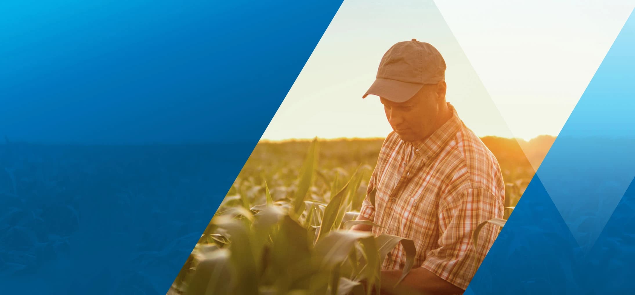 Farmer Looking at Corn